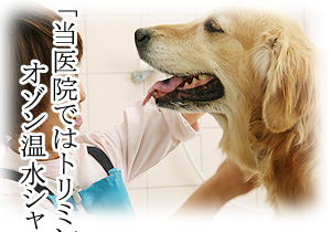 トリミングにオゾン温水シャワーを使っています