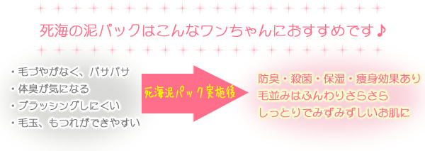 こんなワンちゃんにおすすめ